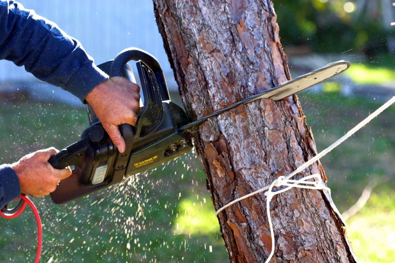Optimal Timing for Tree Removal