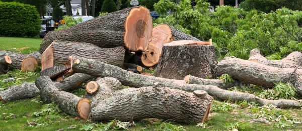 Large Tree Removal in Charleston