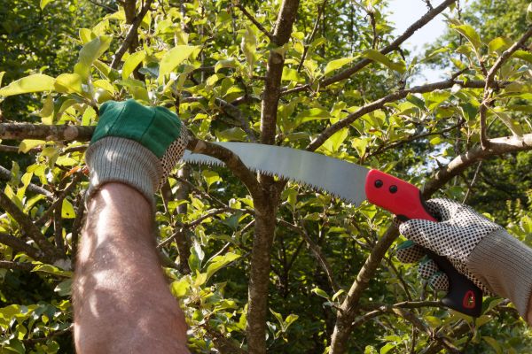 Small Tree Removal in Charleston