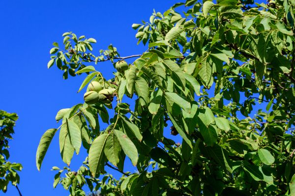 Walnut Tree Removal in Charleston