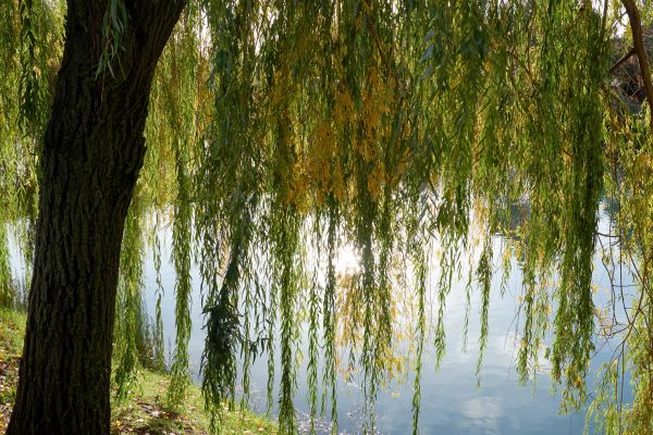 Willow Tree Removal in Charleston