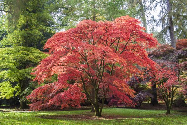 Maple Tree Removal in Charleston