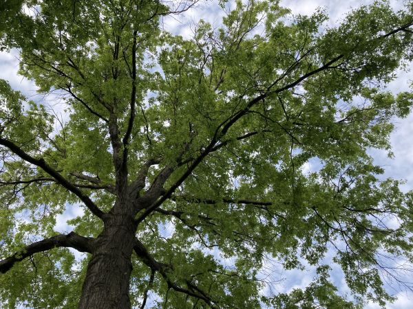 Oak Tree Removal in Charleston