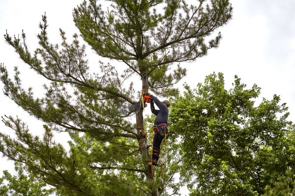 Pine Tree Removal in Charleston