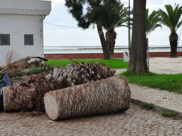 Palm Trees Removal in Charleston