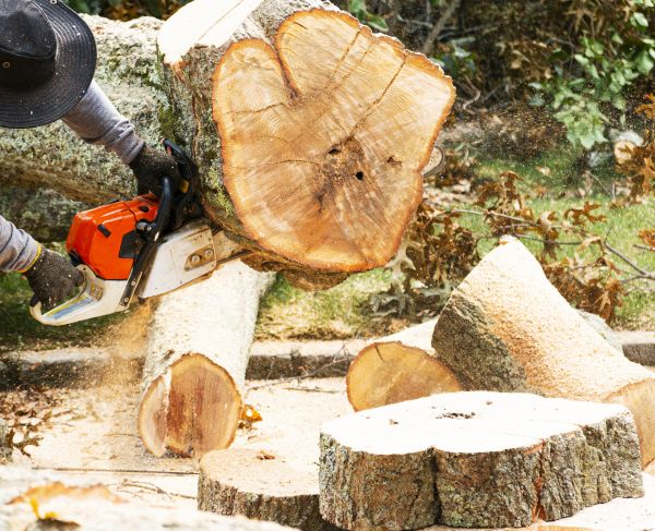 Tree Removal Service in Charleston
