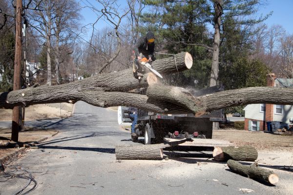 Residential Tree Removal in Charleston